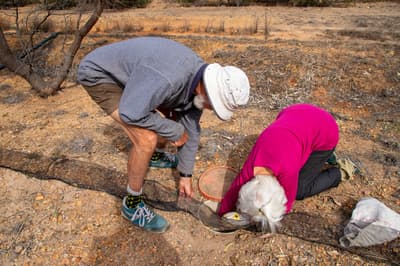 Bill and Jane Thompson check a pitfall trap.