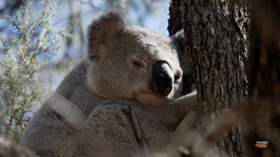 Koala encounters – Monitoring for Koalas in Far North Queensland