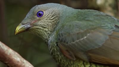 Close up of a bowerbird.