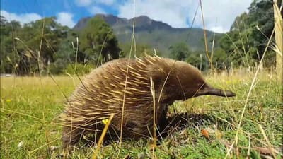 A Short-beaked Echidna in open grasslands.