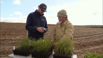 Reserve Manager Alex Hams and Noongar elder Eugene Eades with seedlings in a clear field.