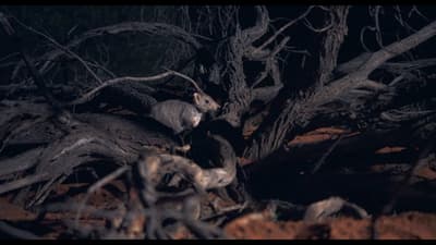 Small mammals hiding in gnarly tree branches in the dark.