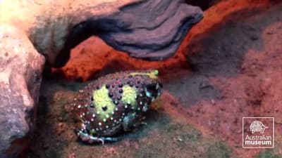 A Holy Cross Frog (also known as a Crucifix Toad).
