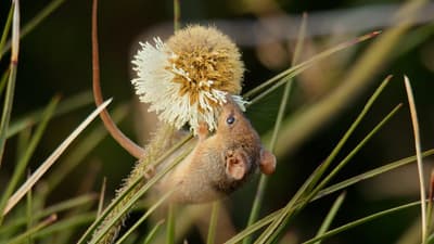 A Honey Possum feeding on a flower.