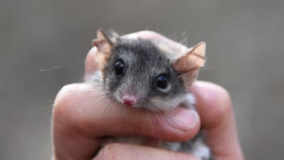 A Red-tailed Phascogale held in hand.