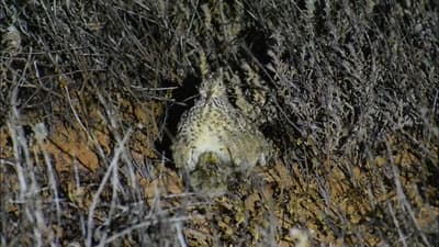 Plains-wanderer hidden amongst brush.