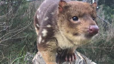 Close of up of a quoll.