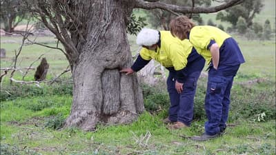 Ron Kerr leads a cultural heritage survey and investigates a scar tree.