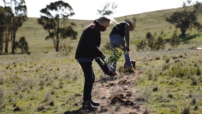 Revegetation with climate-ready White Box and Yellow Box trees on Nardoo Reserve