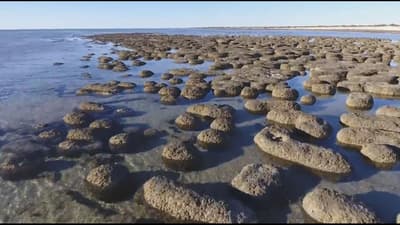 Stromatolites at Hamelin Pool.