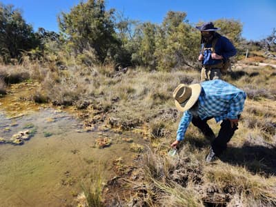 An Aboriginal man scoops up water from an artesian spring at Edgbaston Reserve, while a second person looks on.