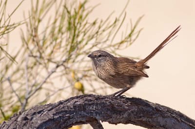 Western Grasswren.