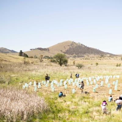 12 volunteers plant seedlings and install tree guards on a grassy plain at Scottsdale Reserve.