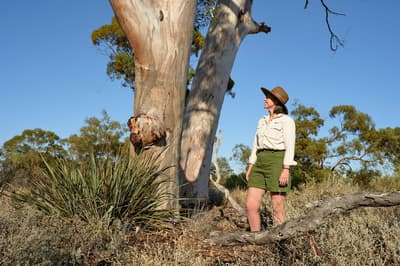 Ecologist Fiamma Riviera inspects a mature gum tree at Wanarra.