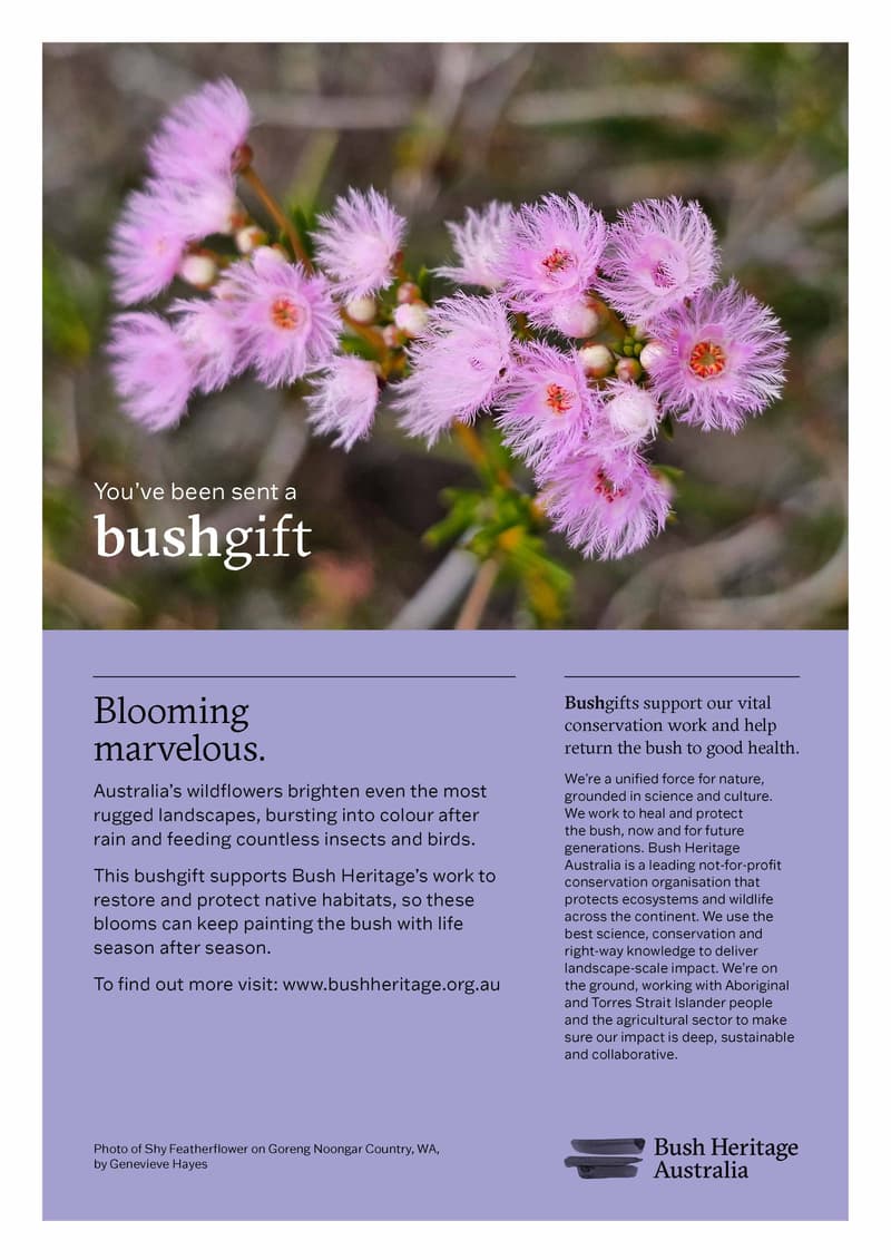 Print at home gift certificate featuring shy feather flowers.