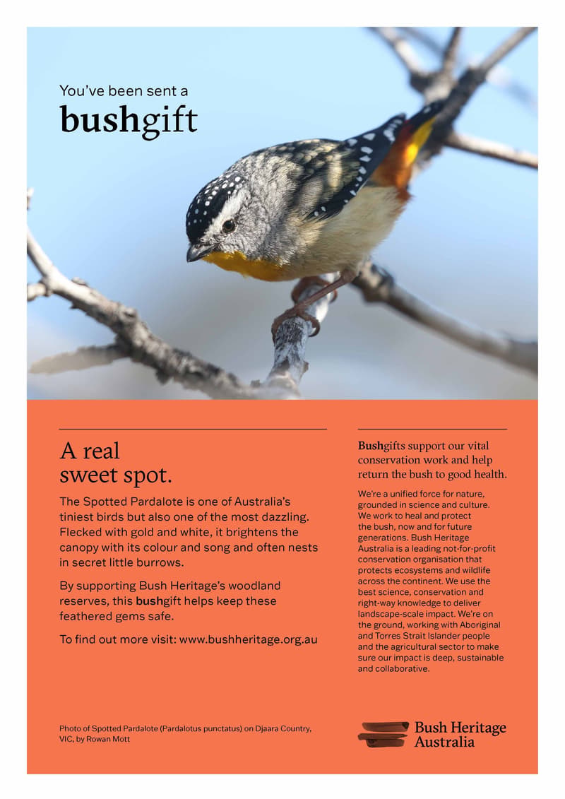Print at home gift certificate featuring a Spotted Pardalote.