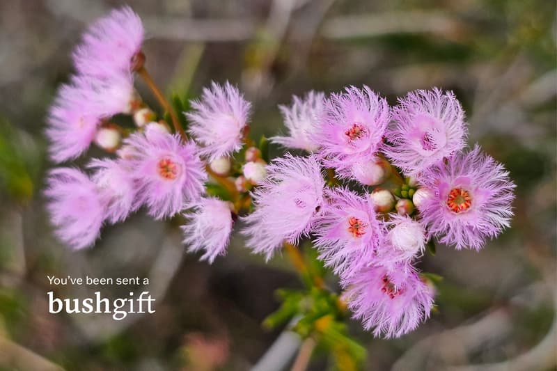 Gift card featuring Shy Featherflowers.