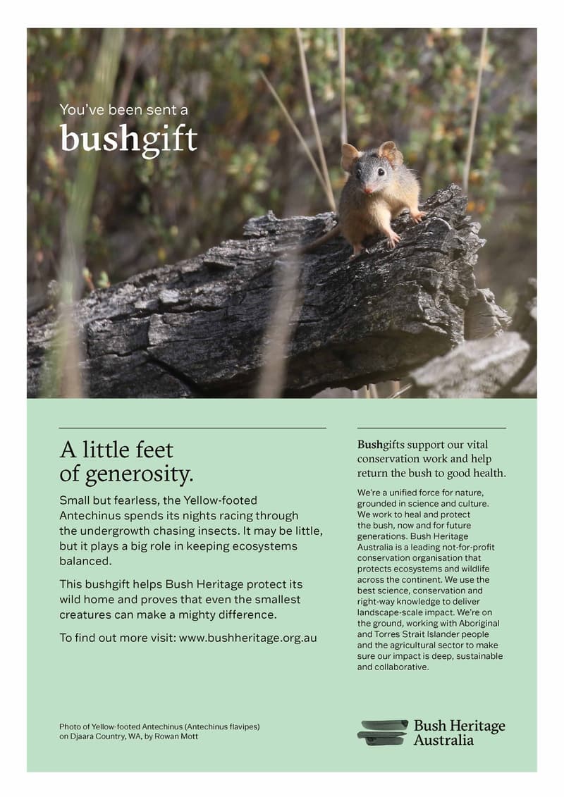 Print at home gift certificate featuring a Yellow-footed Antechinus.