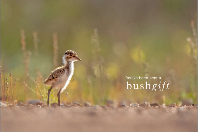 Banded Lapwing Gift Card.