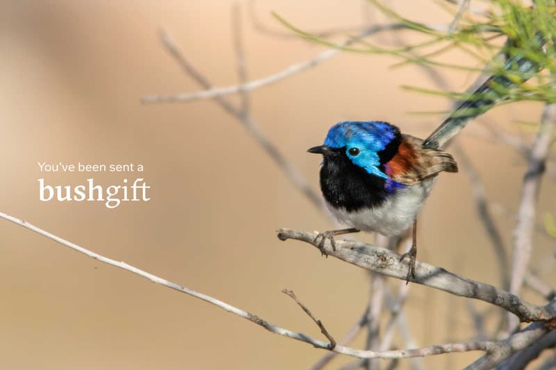 Fairy wren gift card.