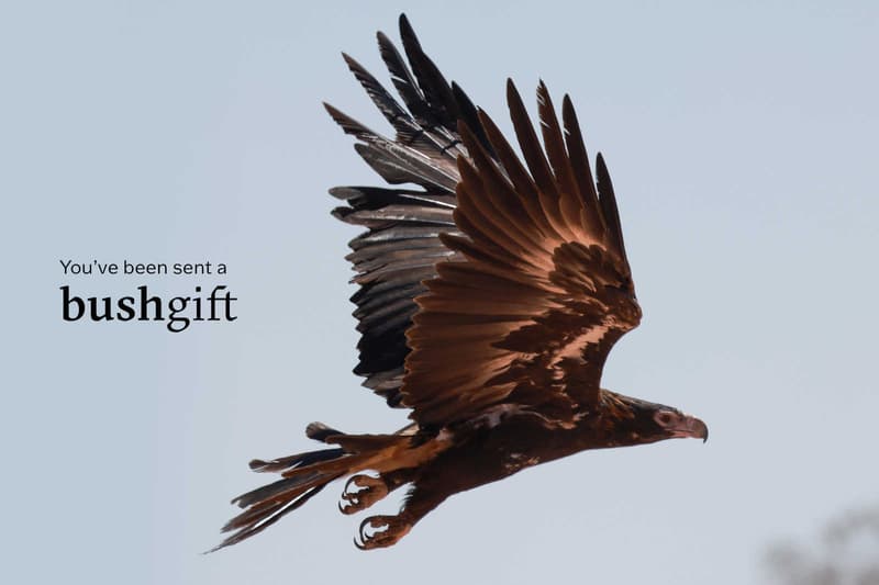 Wedge-tailed Eagle gift card.