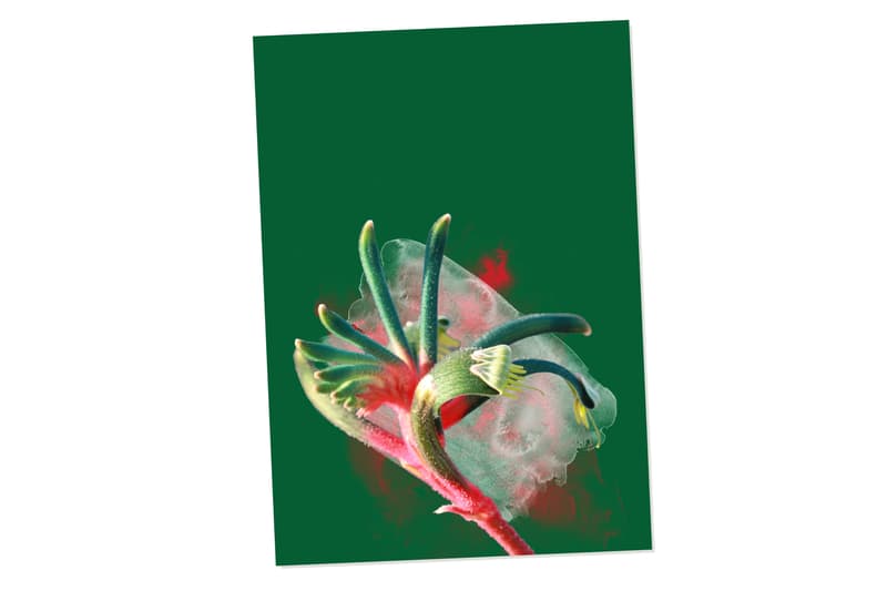 Gift card with Kangaroo Paw illustration.