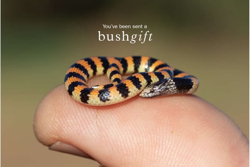 Jan's Banded Snake Gift Card.
