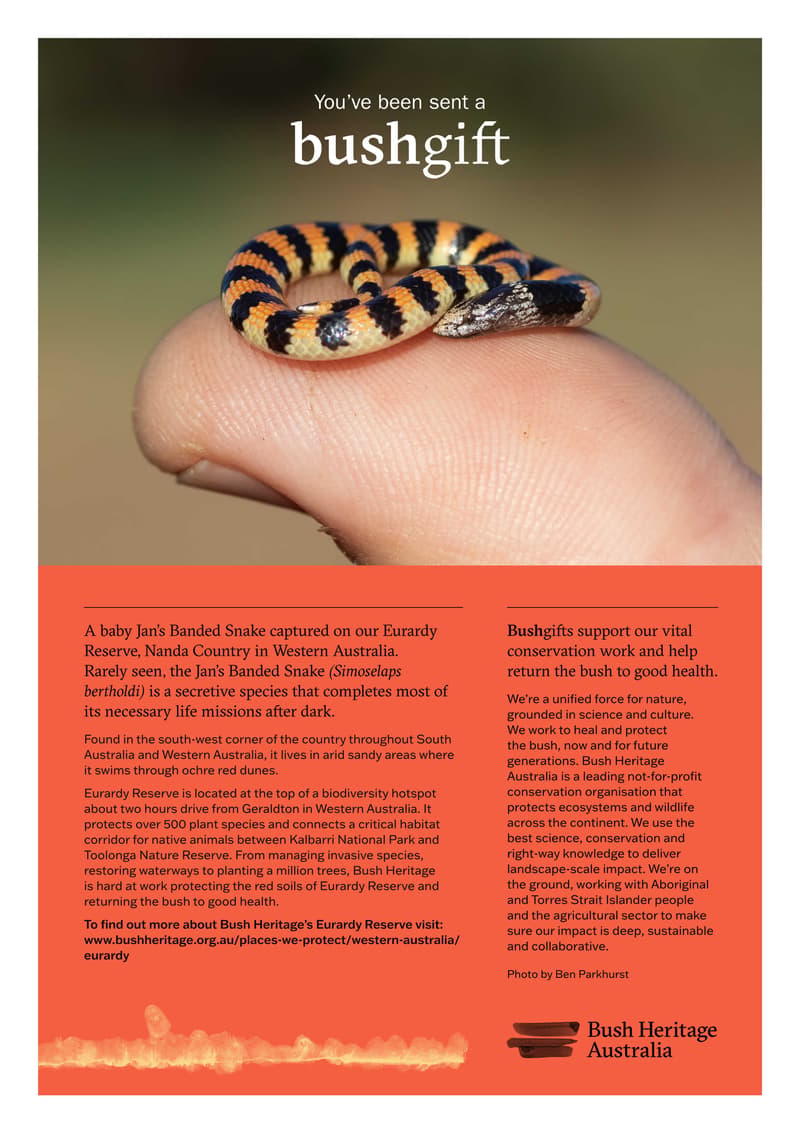23 Jans Banded Snake PDF