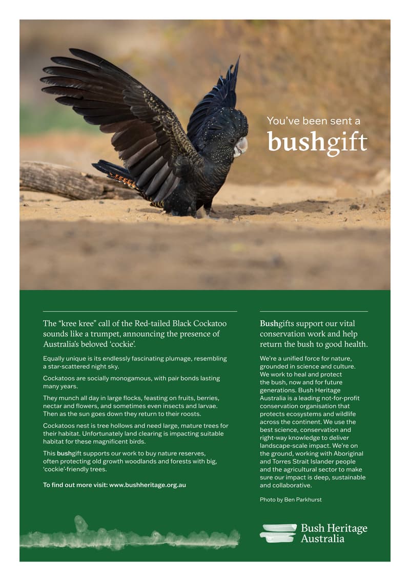 Bush Gift Black Cockatoo pdf