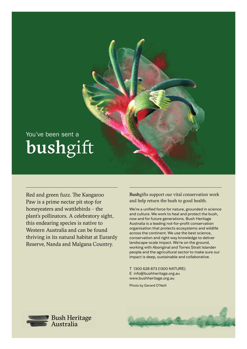 Bush Gift Kangaroo Paw pdf