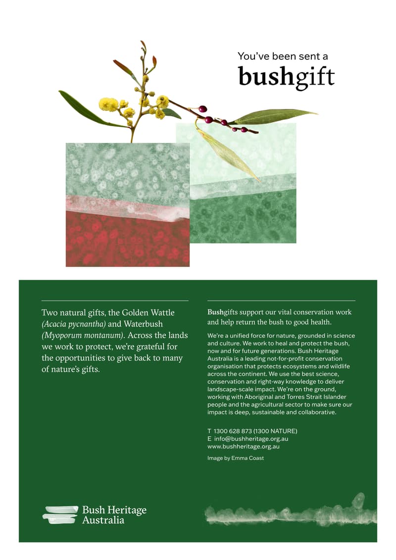 Bush Gift PDF card: Golden Wattle and Waterbush.