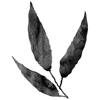 Eucalyptus leaves icon.