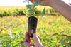 Seedling in hand.