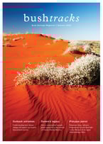 Flowers in the desert sands on the cover of Bushtracks Summer 2018.
