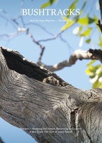 The front cover of Bushtracks Winter 2023 newsletter features a Nightjar in a tree hollow.