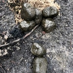 Cube shaped Wombat scat.