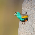 A Golden-shouldered Parrot poised for action. Photo Geoffrey Jones (BarraImaging.com.au).