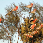 Galahs.