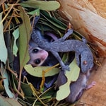 Western Pygmy Possums sharing nest box with an orange-eyed Southwestern Spiny-tailed Gecko