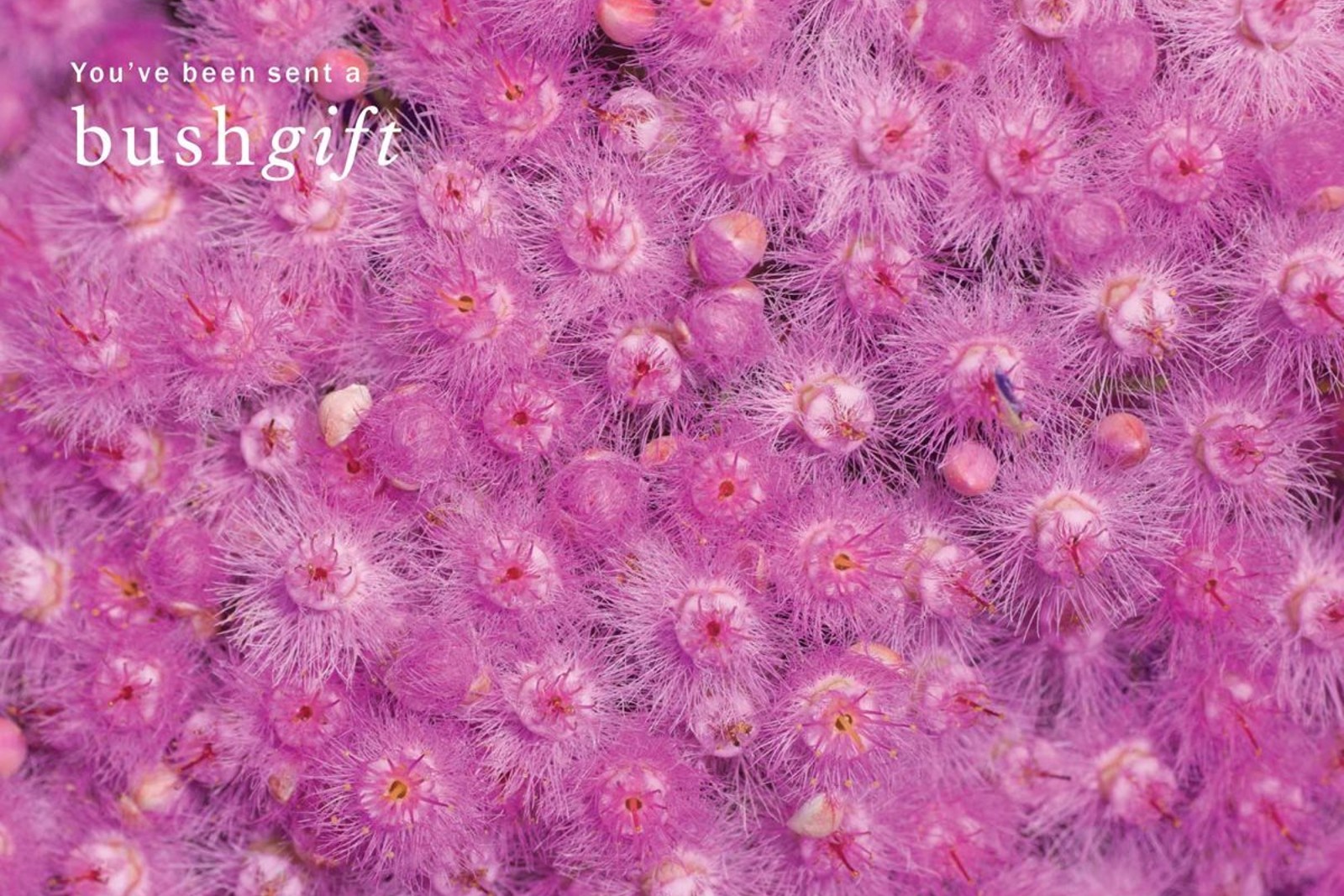 Feather flower og image