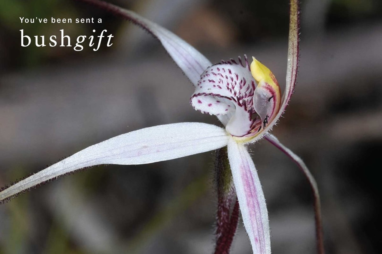 Red-Cross Spider Orchid Gift Card.