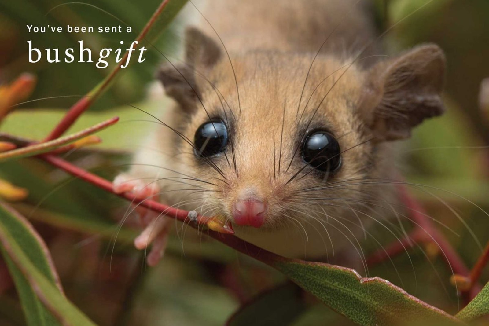 Pygmy Possum Gift Card.