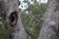 A tree hollow in a gum tree branch.