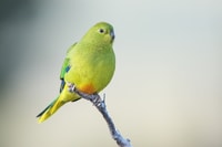 An Orange Bellied Parrot, a small, green parrot with a patch of orange on its underside, perches on a stick.