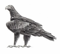 Wedge-tailed Eagle illustrated by Jessie Rose Ford.