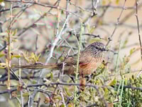 A Western Grasswren on Hamelin Station Reserve. Photo Ben Parkhurst.
