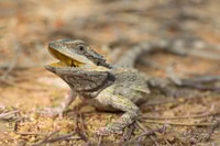 A Dwarf Bearded Dragon at Charles Darwin Reserve.