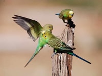 Budgerigars on our Ethabuka Reserve, Qld.