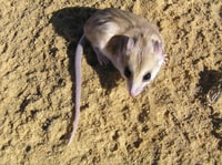 A Hairy-footed Dunnart on Eurardy Reserve, WA. Photo Leanne Hales.