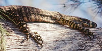 Goanna sunning on a log.